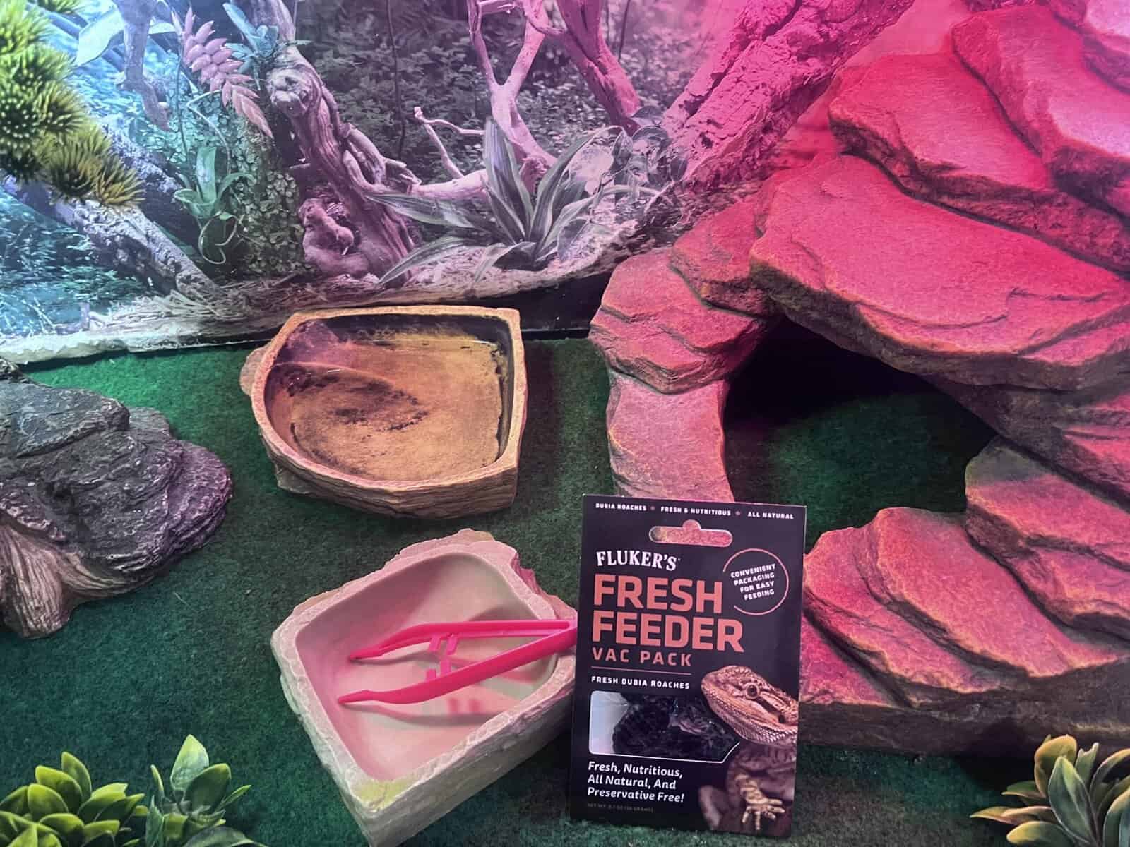 Bearded Dragon, and accessories image 3