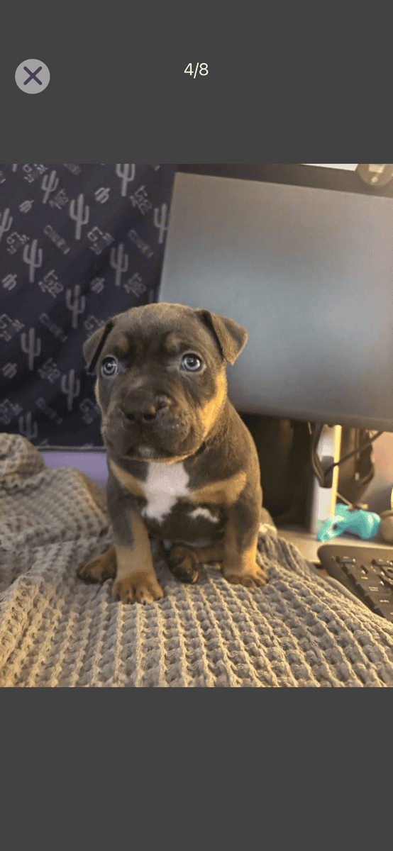 Rehoming xl American bully’s 7 weeks old image 5