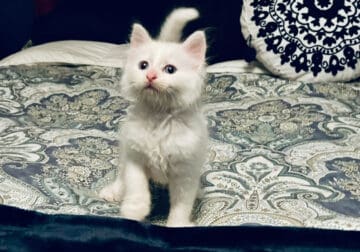 Gorgeous Little Ghost