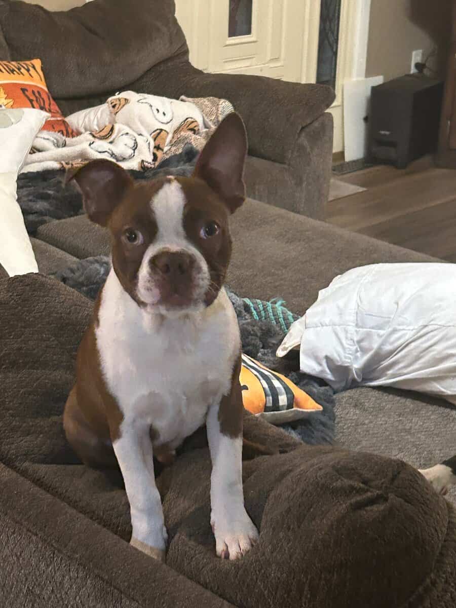 Boston Male 8 months need to re-home image 1