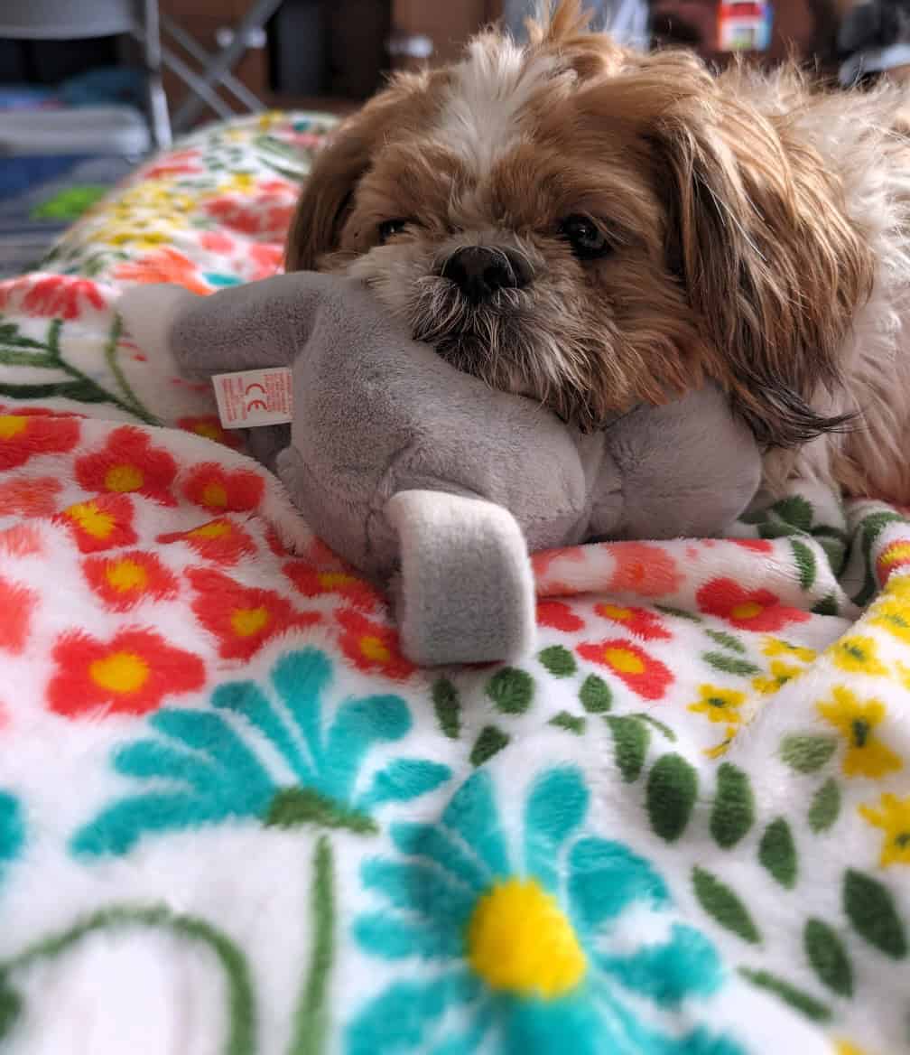 Free to good home-5 year old Shih Tzu image 3
