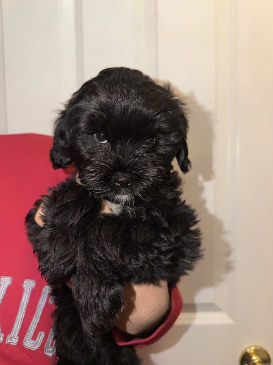 Doodle Mix Puppies image 4