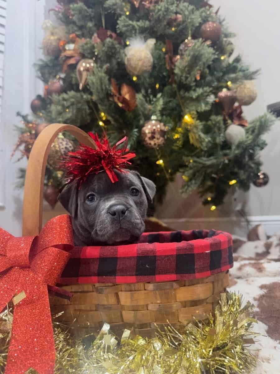Blue bully Christmas magic image 1