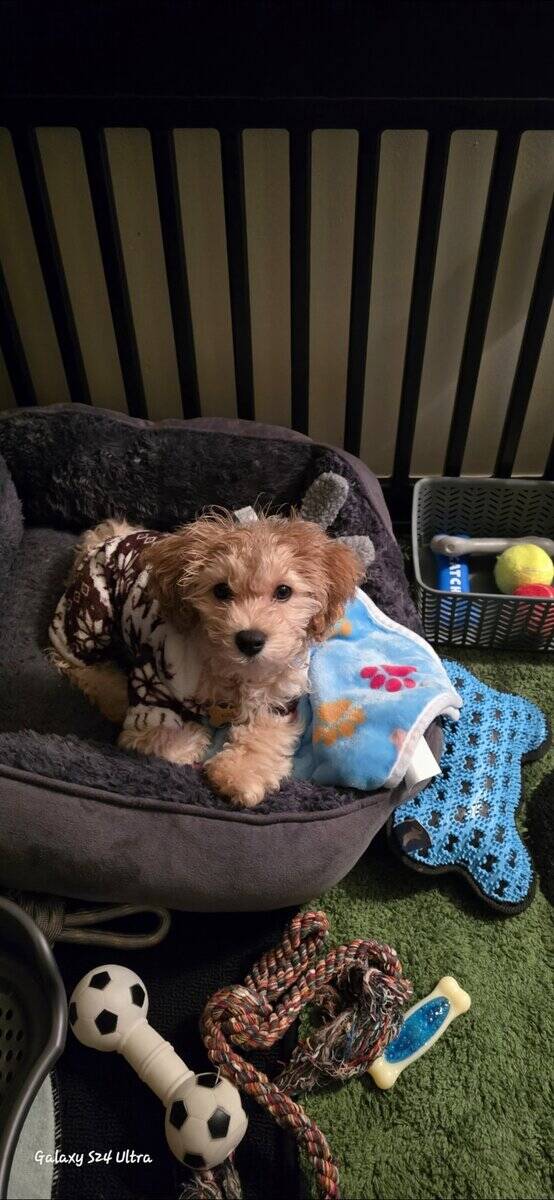 12 WK OLD MALE COCKAPOO image 8