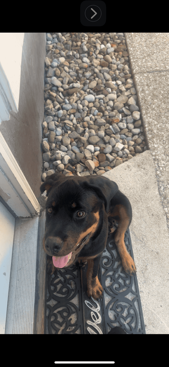 Need to find a loving home for my baby Kovu image 1
