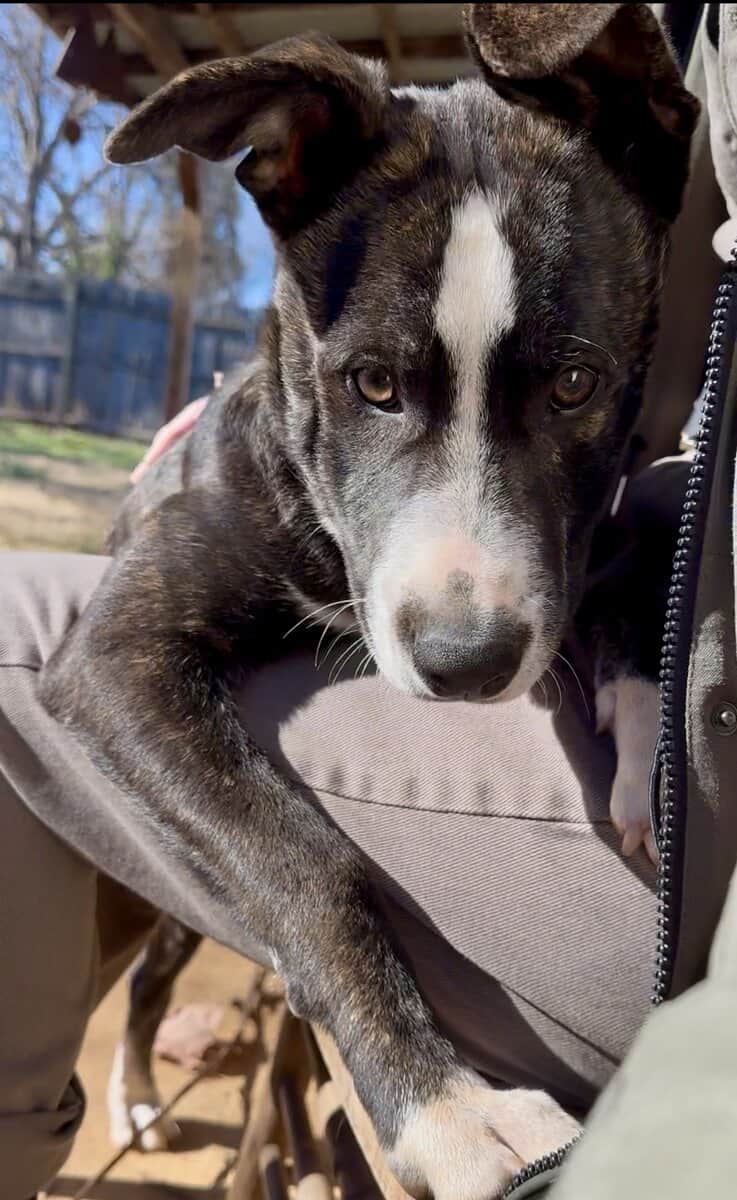 🎙️ Meet Draco — a 6-month-old brindle Pitbull-Box image 4