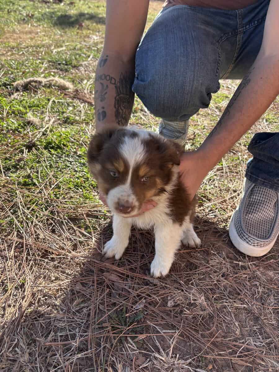 Mini/toy Aussies image 3