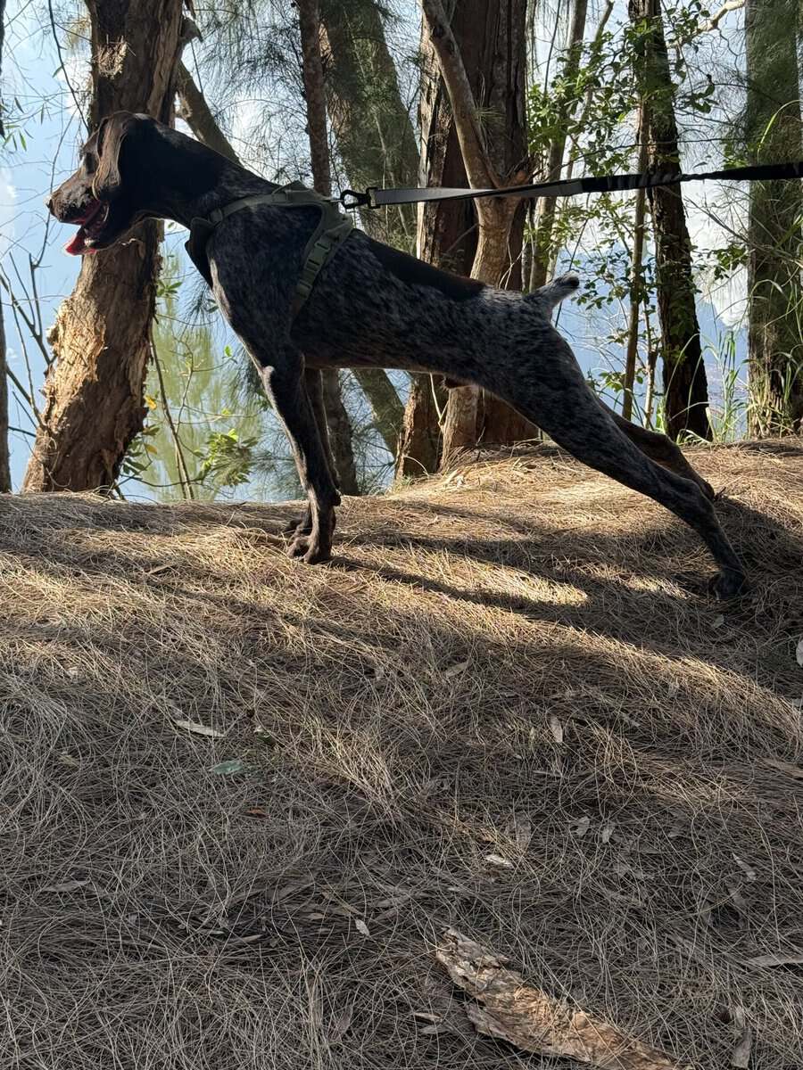 Male German Shorthaired Pointer puppy image 2