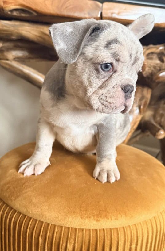 AKC French Bulldog Puppies — Select Placement image 1