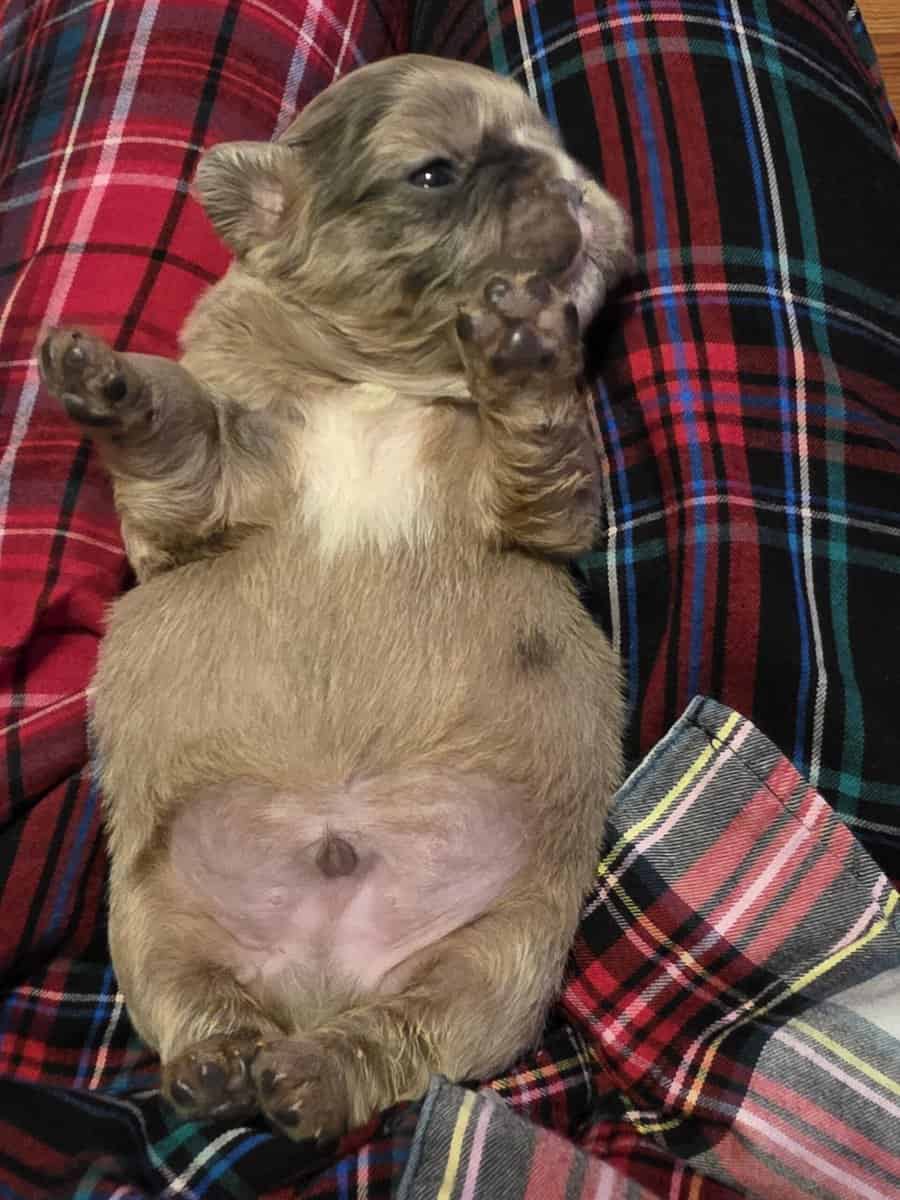 Full Fluffy French bull dog image 8