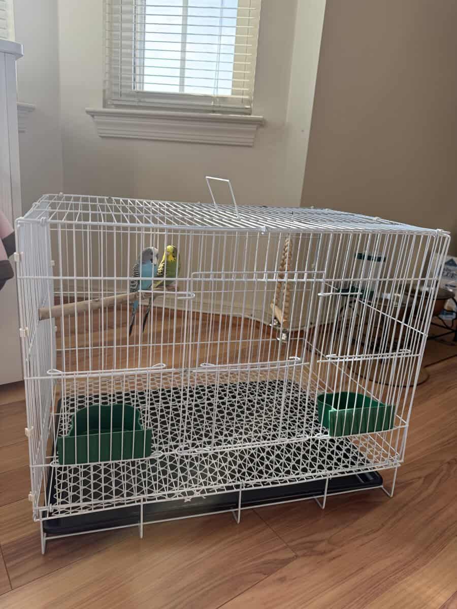 Pair of Australian budgies with a new cage image 5