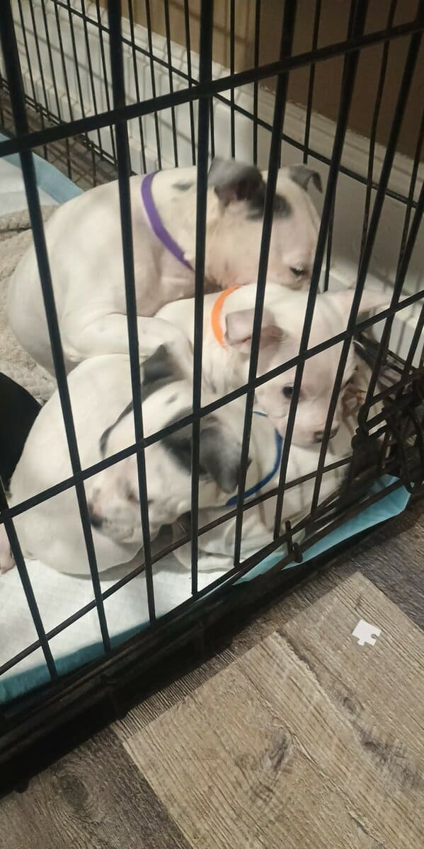 3 puppies looking for a good home! image 4