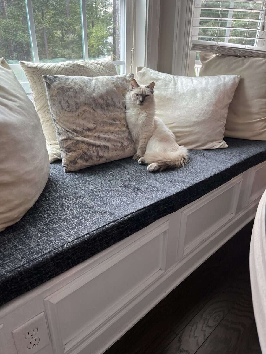 4 year old Balinese cat image 2