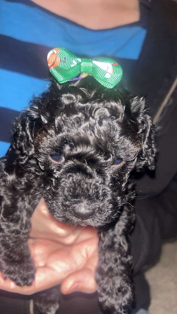 Tiny Doodle Puppies for Christmas in Iowa image 20