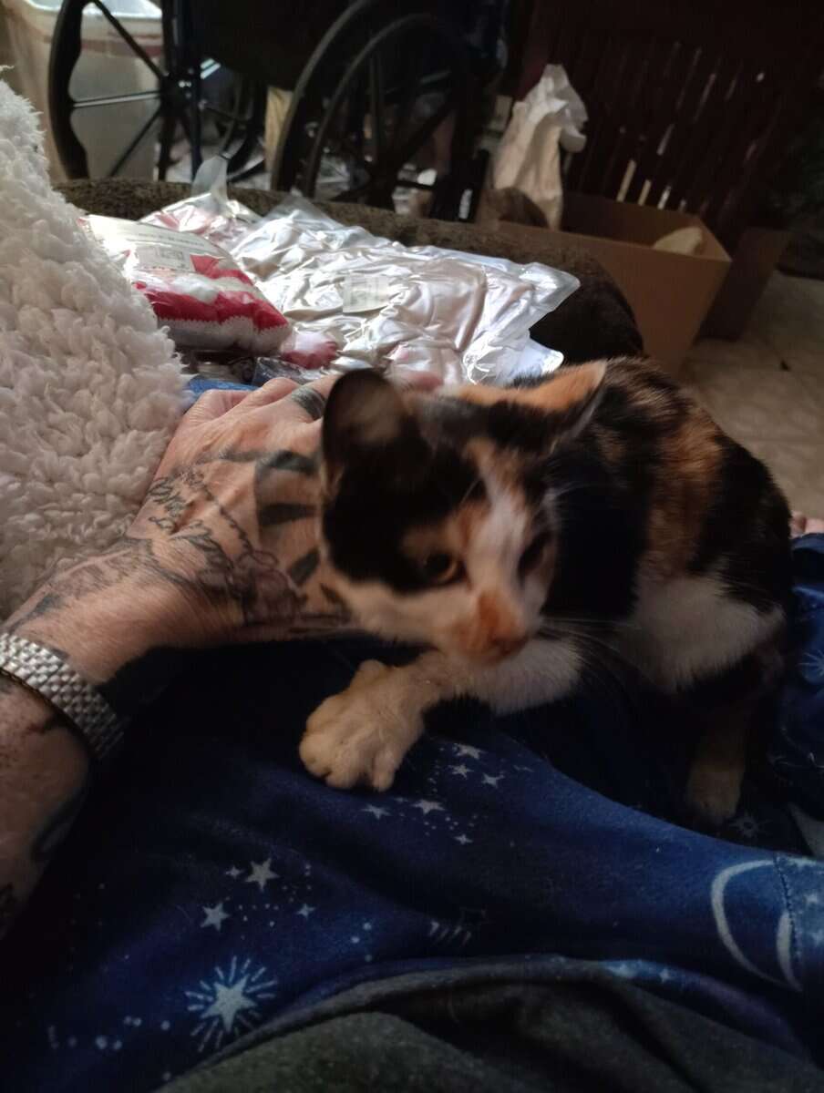Beautiful Calico Female 6 to 8 months old. image 3