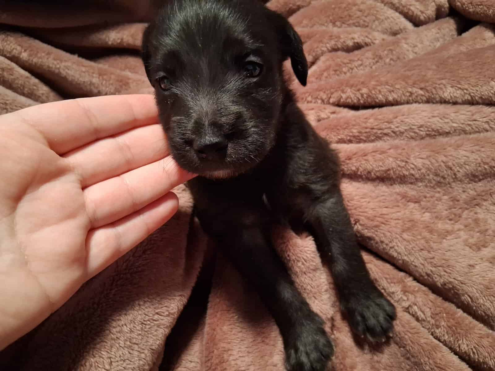 PITOODLE PUPPIES image 11