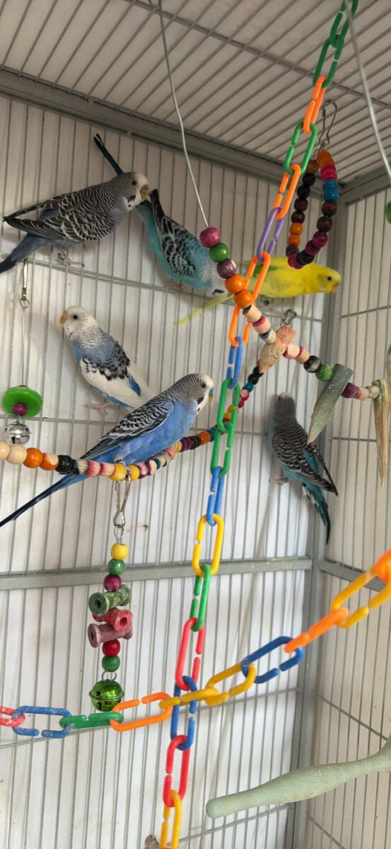Parakeets/Budgies image 1