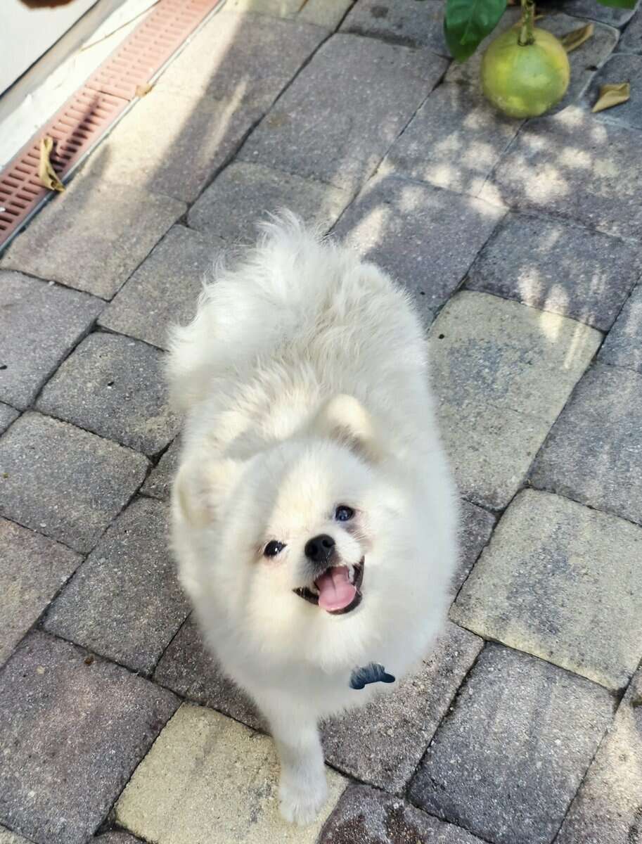 Purebred pomeranian male image 3