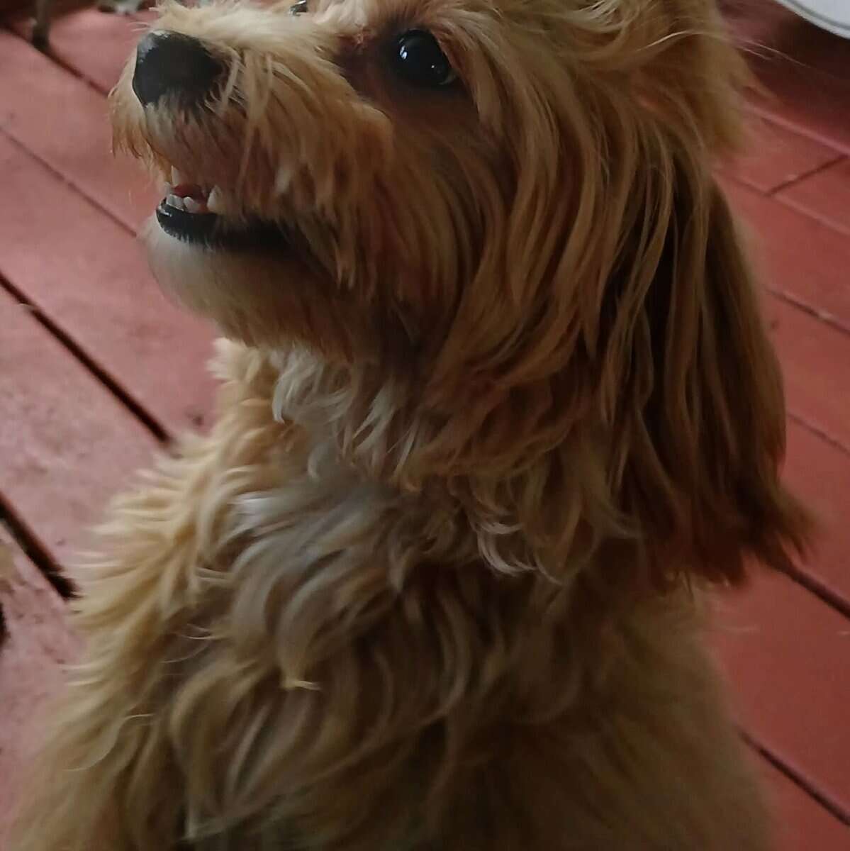 Maltipoo puppies image 6