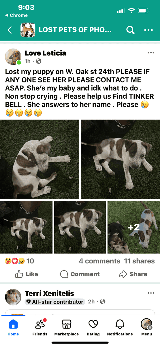 LOST PUPPY image 1