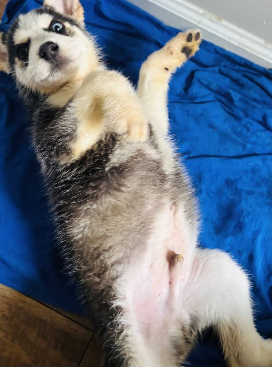 Husky image 2