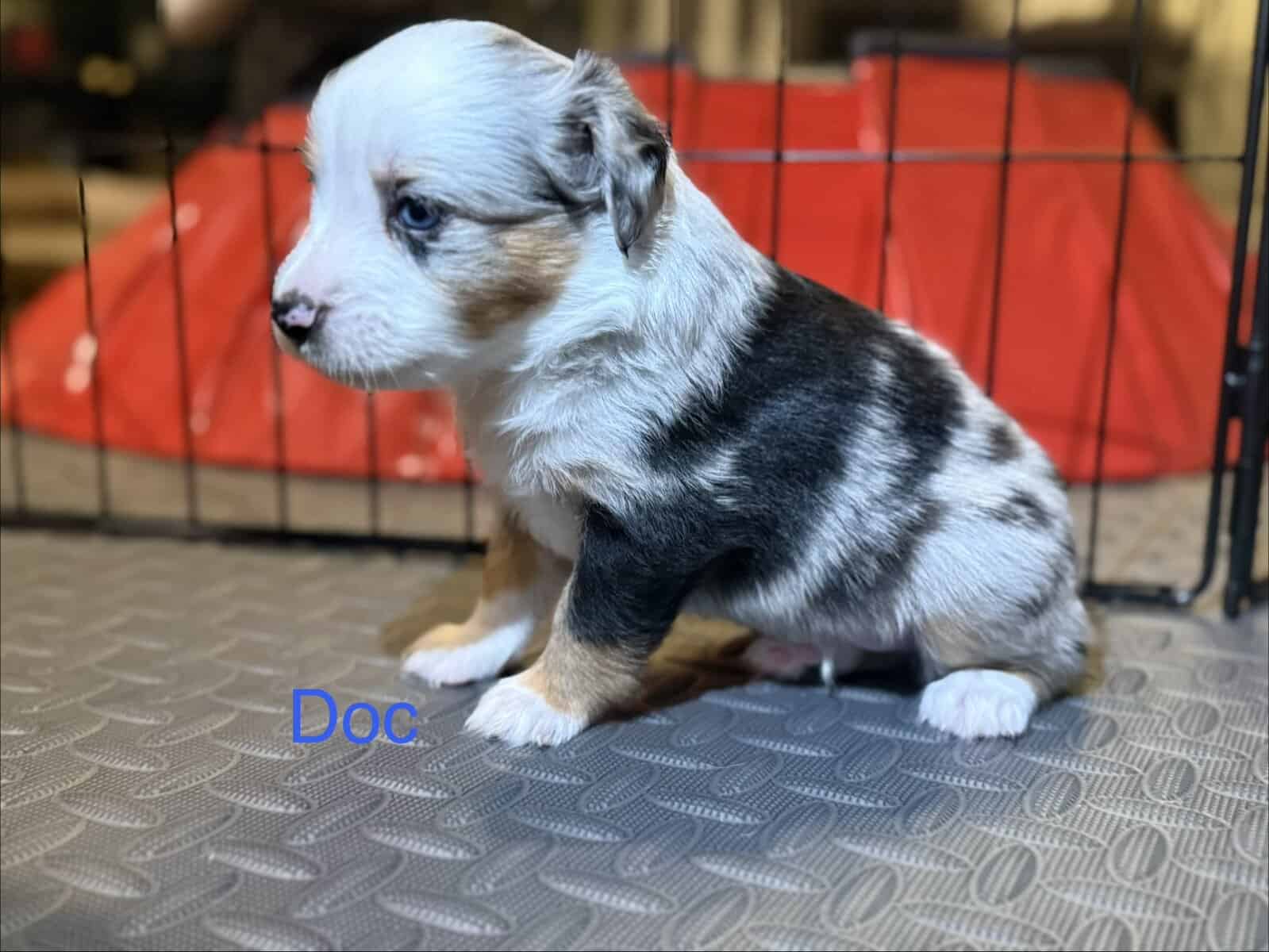 Mini Australian Shepard Puppy (Doc) image 2