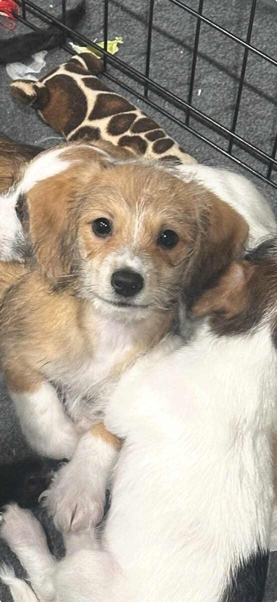 Adorable Toy Poodle mix with Chiweenie Puppies image 1
