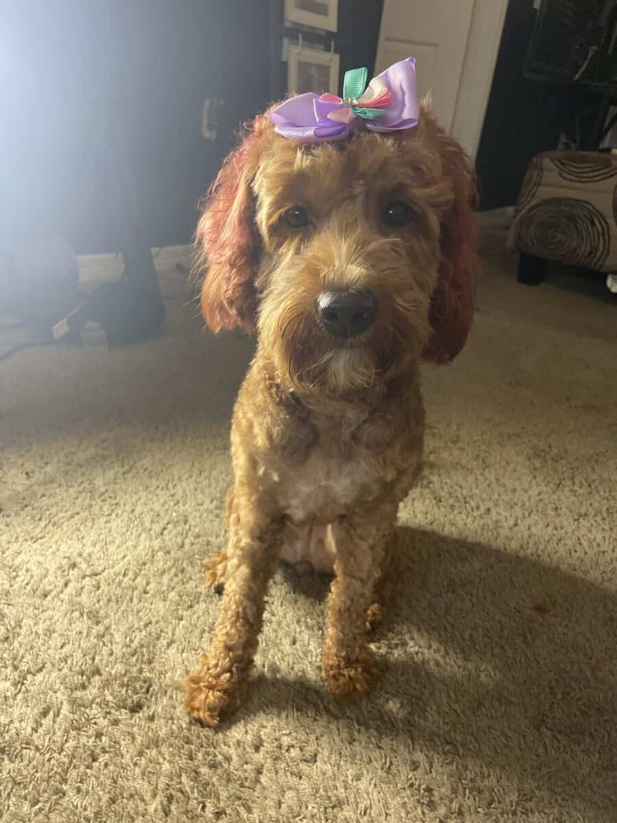 Mini Goldendoodle – Loving Family Dog Seeking New image 3
