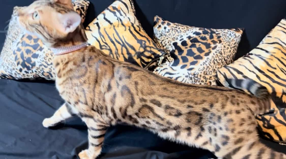 Bengal Cat female looking for home image 1