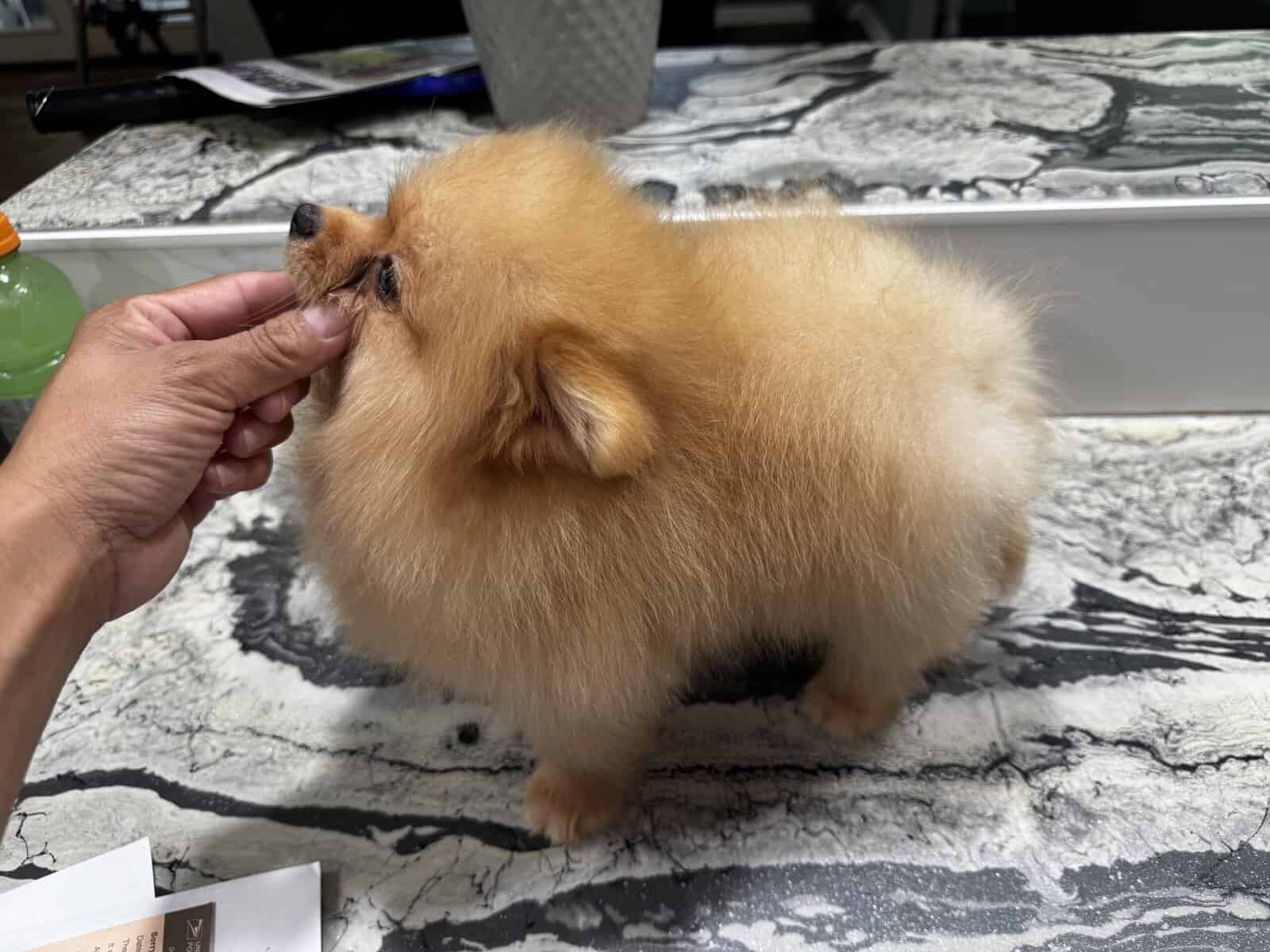 Pomeranian image 3