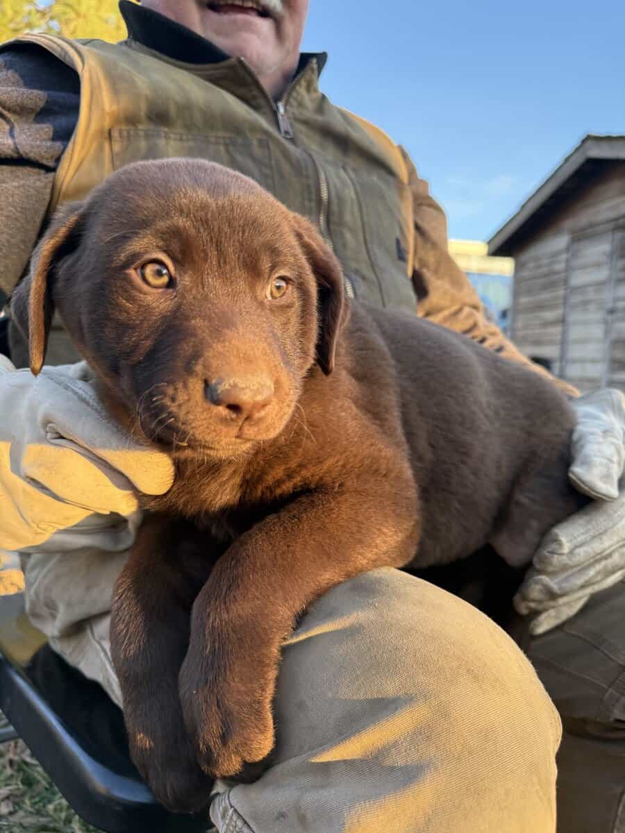 Lab mix puppies! image 2