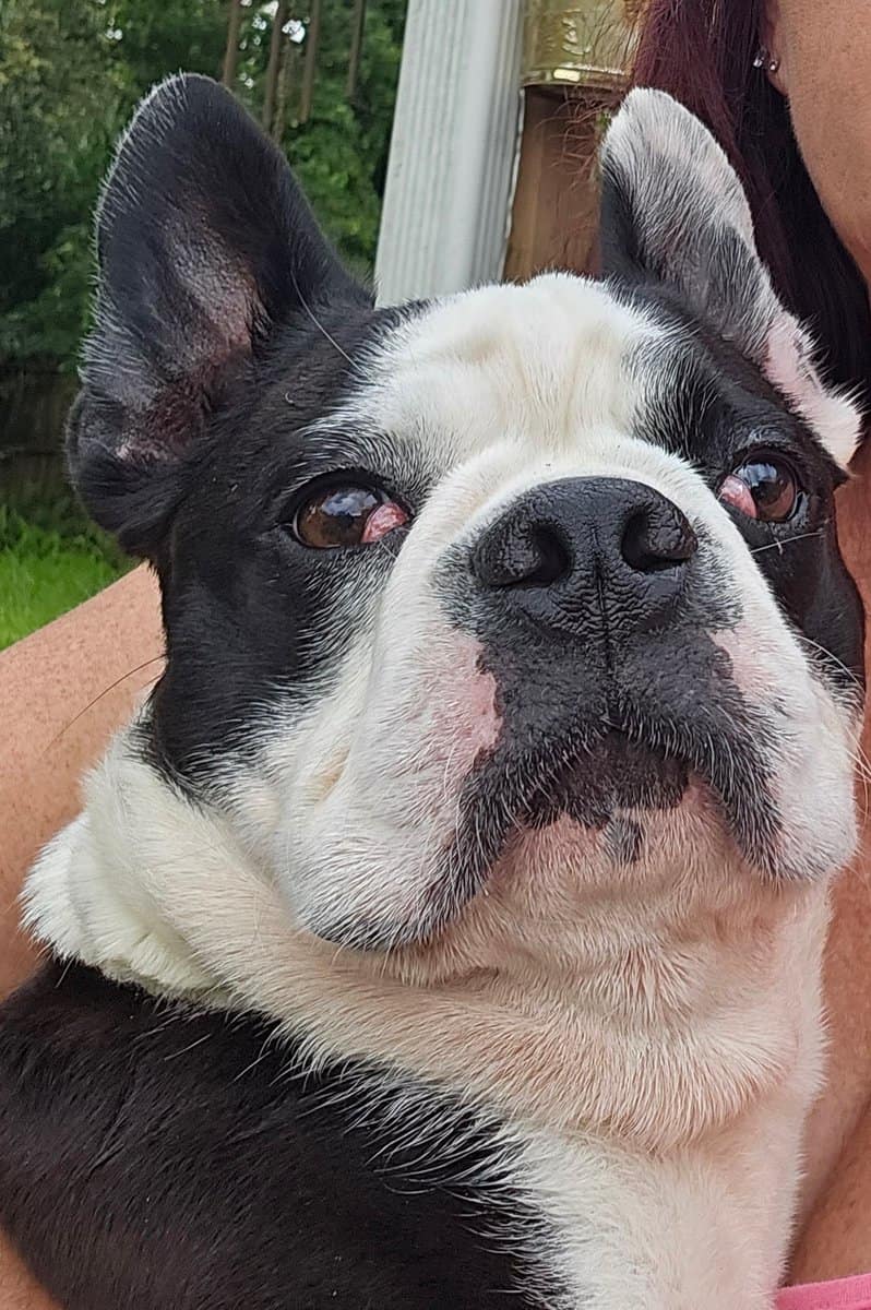 Frenchton Boston & Frenchi mix image 4