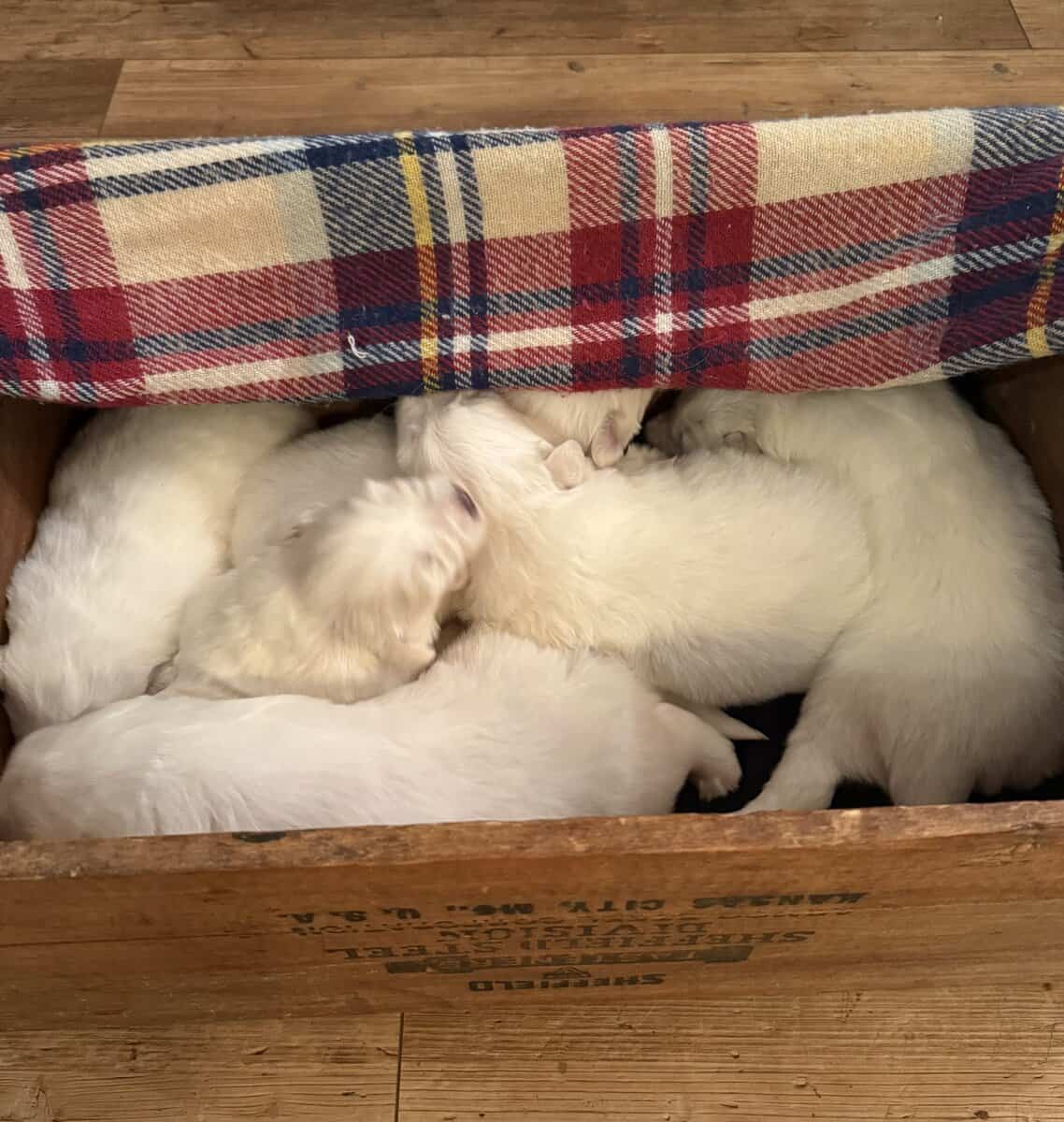 Beautiful Great Pyrenees Puppies for sale image 4
