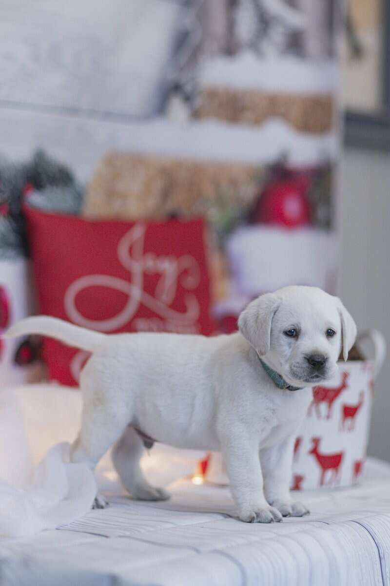 Christmas Puppies Available image 4