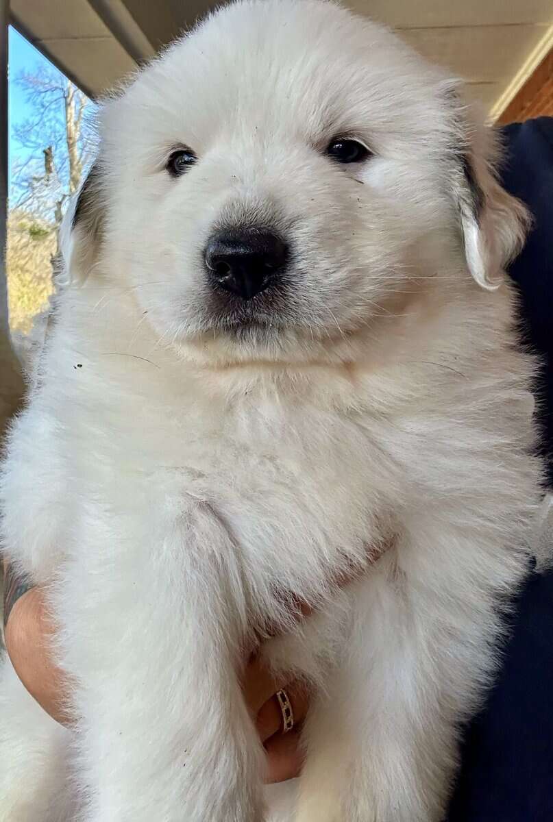 Great Pyrenees puppies image 3