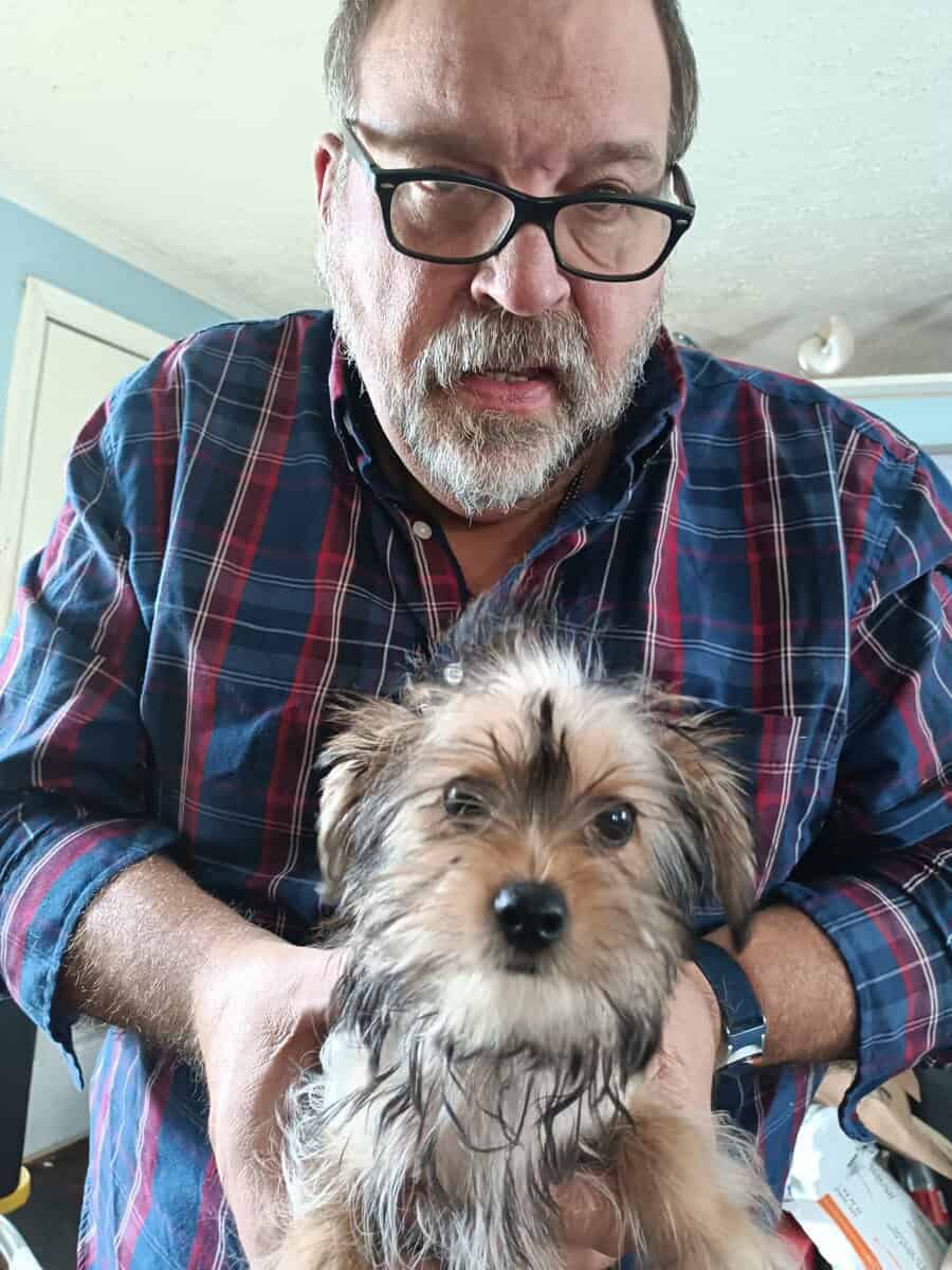 Shorkie puppies. 2 boys, 1 girl image 2