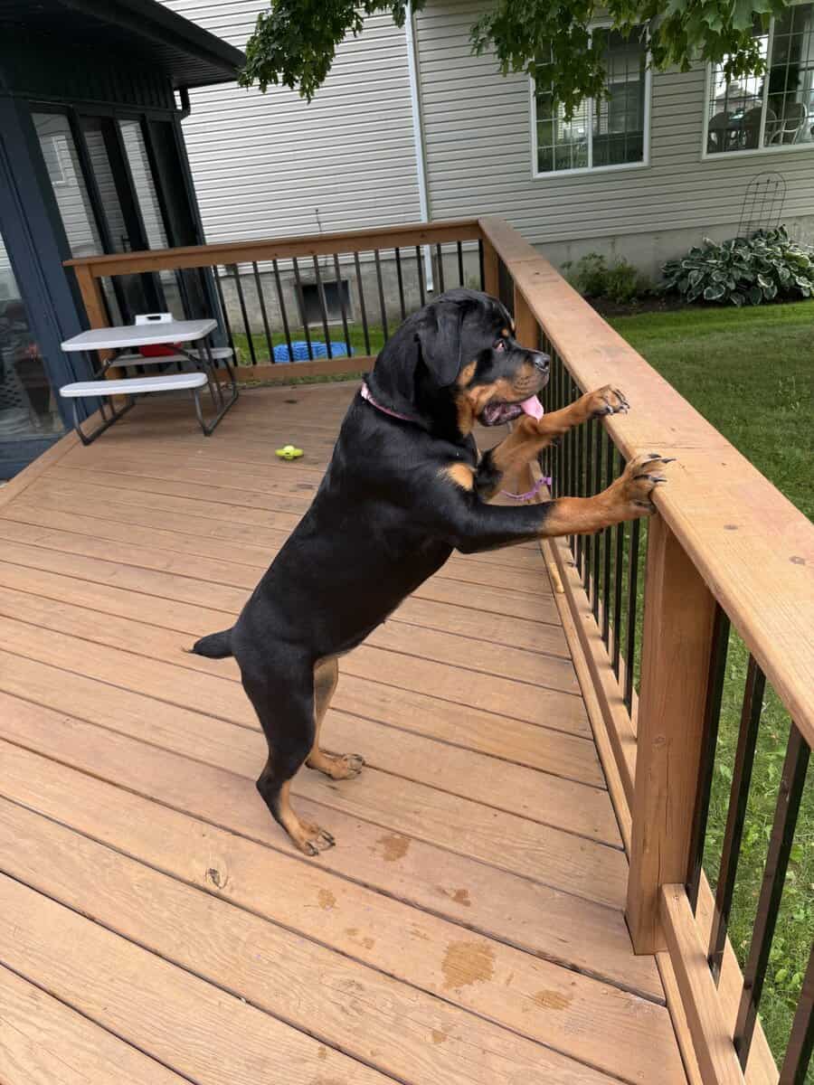AKC nonspayed Rottweiler image 7