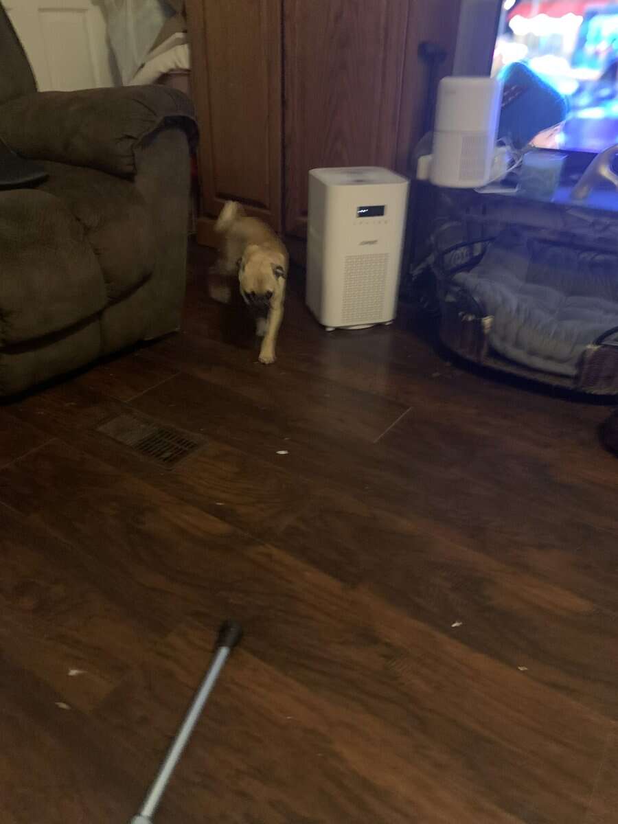 Pugs image 7