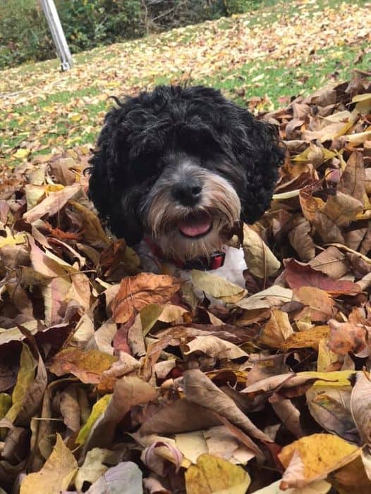 Schnoodle Puppies Central WV image 1