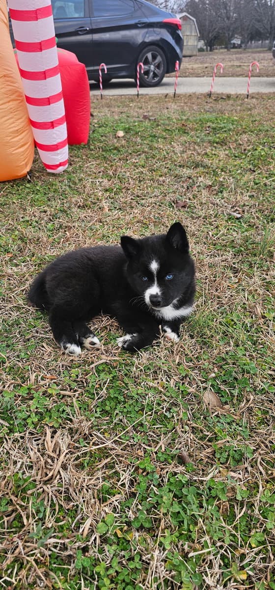 Aveline the Pomsky image 3