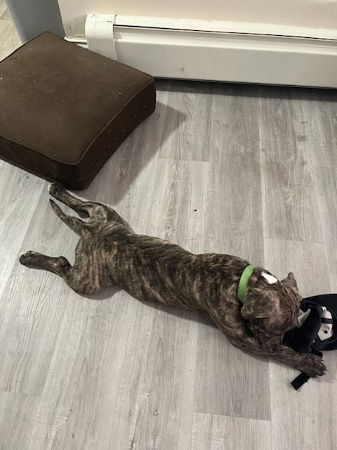 Female pitbull puppy for sale image 2