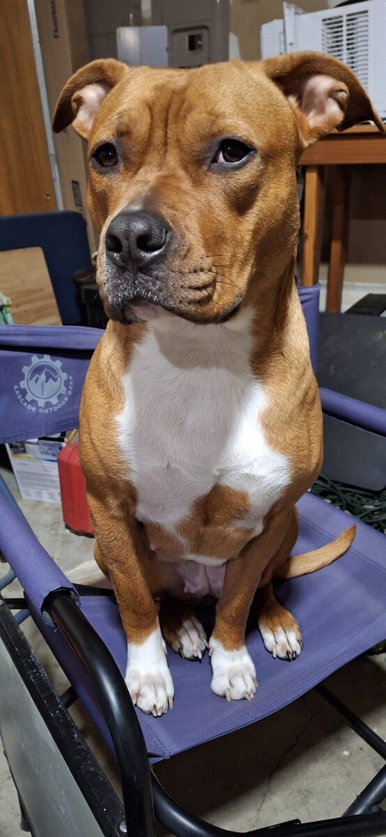 Prime DNA nanny pitbull puppies for adoption image 3