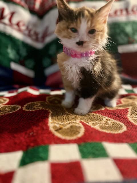 3 KITTENS AVAILABLE FOR ADOPTION. CALICO + ORANGE image 3