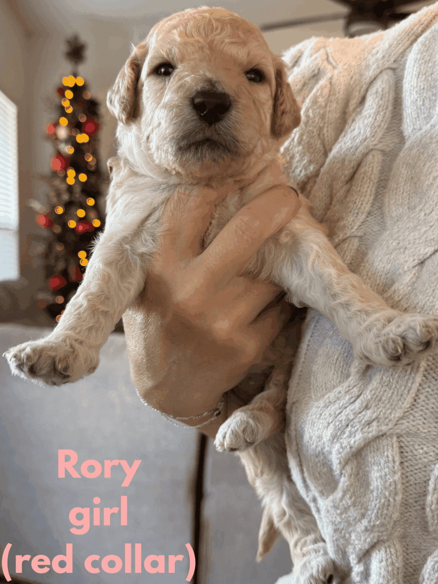 Medium Doubledoodle Goldendoodle Labradoodle Pups image 4