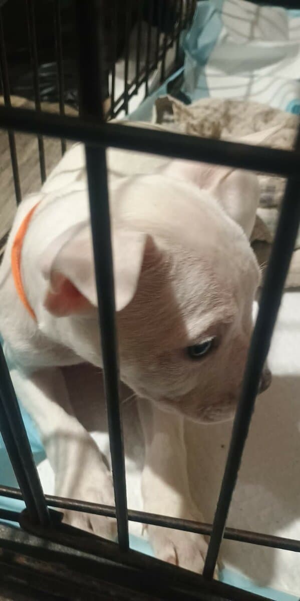 3 puppies looking for a good home! image 3