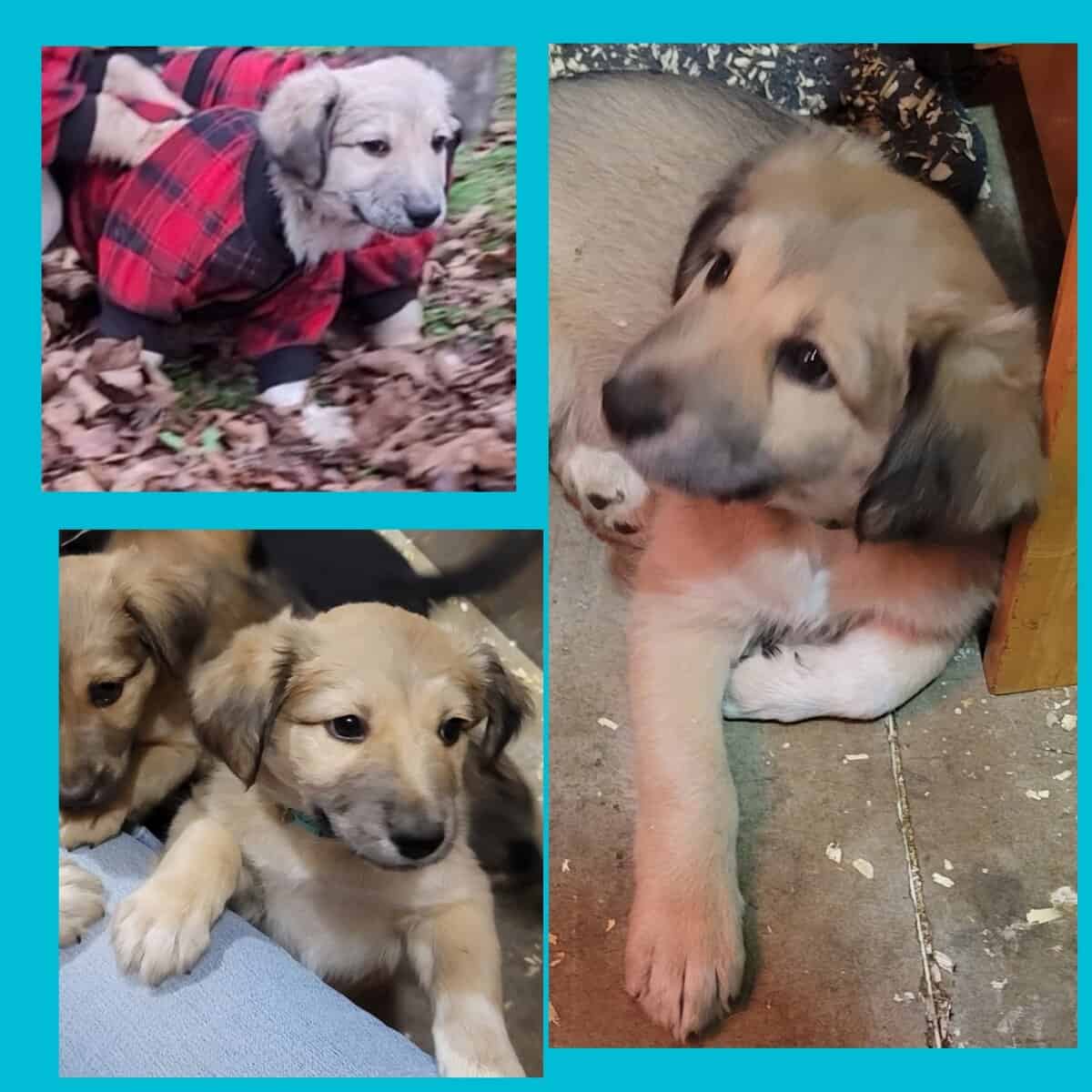 Mixed pups image 3