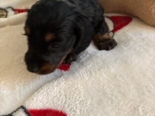 CKC Reg. Black and Tan Long Haired Dachshund POPPY
