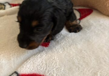 CKC Reg. Black and Tan Long Haired Dachshund POPPY