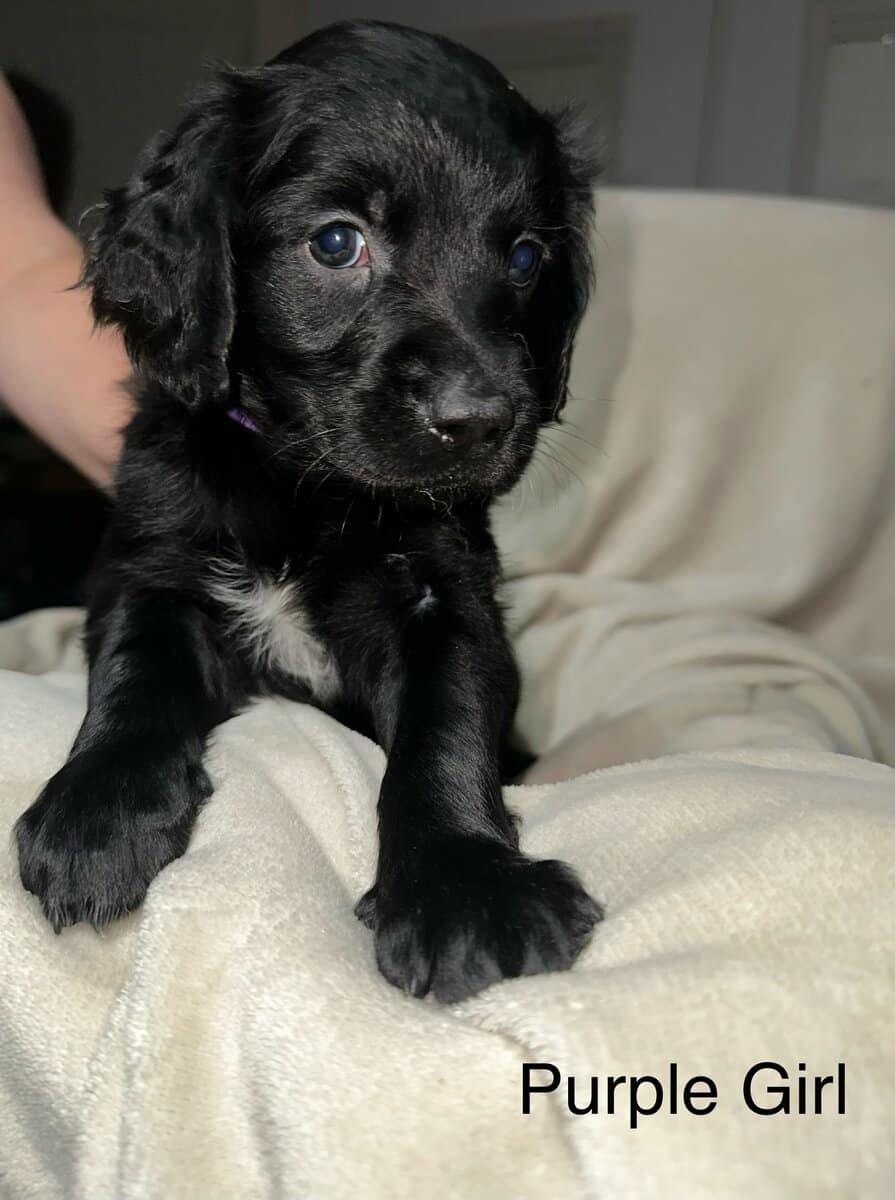 Goldador puppy image 2