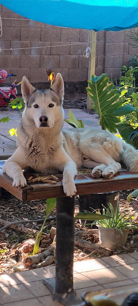 Husky free image 1